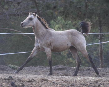 Buckskin Colt